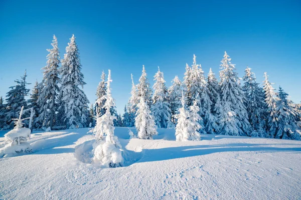 太陽の光で輝く雄大な冬の木 絵のように豪華な冬のシーン 場所カルパティア国立公園 ウクライナ ヨーロッパ アルプススキー場 美の世界 ブルー トニング 明けましておめでとうございます — ストック写真