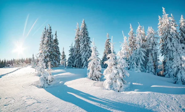 Maestosi Alberi Invernali Illuminati Dalla Luce Del Sole Pittoresca Splendida — Foto Stock