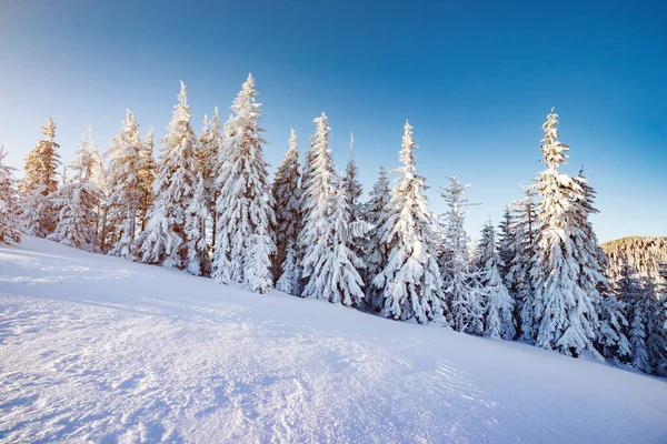 Majestuosos Árboles Invierno Brillando Por Luz Del Sol Pintoresca Hermosa —  Fotos de Stock