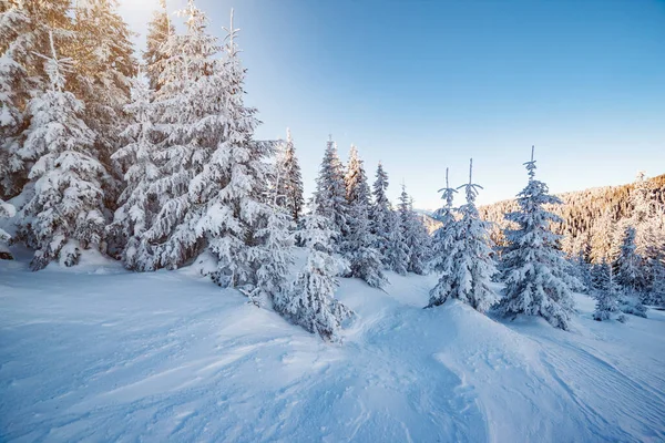 Fenséges Téli Fák Ragyognak Napfényben Festői Gyönyörű Téli Jelenet Helyszín — Stock Fotó