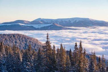 Güneş ışığıyla parlayan sisli vadinin manzarası. Resimli ve muhteşem kış manzarası. Carpathian Ulusal Parkı, Ukrayna, Avrupa. Alpler kayak merkezi. Güzellik dünyası. Mavi tonlama. Mutlu yıllar.!