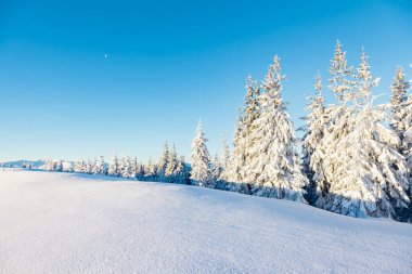 Güneş ışığıyla parlayan görkemli beyaz şeritler. Resimli ve muhteşem kış manzarası. Ukrayna, Avrupa 'daki Karpatlar Milli Parkı' nda. Alpler kayak merkezi. Güzellik dünyası. Mavi tonlama. Mutlu yıllar.!