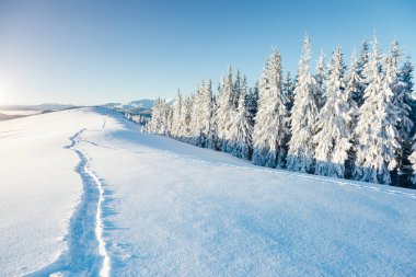 Güneş ışığıyla parlayan görkemli beyaz şeritler. Resimli ve muhteşem kış manzarası. Ukrayna, Avrupa 'daki Karpatlar Milli Parkı' nda. Alpler kayak merkezi. Güzellik dünyası. Mavi tonlama. Mutlu yıllar.!