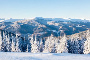Güneş ışığıyla parlayan görkemli beyaz şeritler. Resimli ve muhteşem kış manzarası. Ukrayna, Avrupa 'daki Karpatlar Milli Parkı' nda. Alpler kayak merkezi. Güzellik dünyası. Mavi tonlama. Mutlu yıllar.!