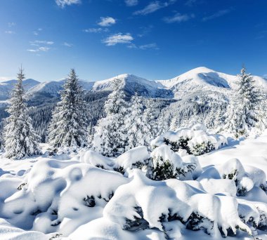 Güneş ışığıyla parlayan büyük beyaz şeritler. Muhteşem ve muhteşem kış manzarası. Ukrayna, Avrupa 'daki Karpatlar Milli Parkı' nda. Alpler kayak merkezi. Güzellik dünyası. Mavi tonlama. Mutlu yıllar.!
