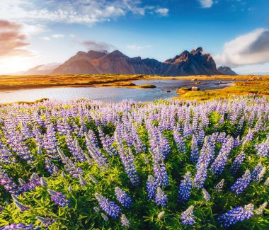 Güneş ışığıyla parlayan sihirli lupin çiçekleri. Sıra dışı ve göz kamaştırıcı bir sahne. Popüler turist eğlencesi. Bulunduğu yer Stoksnes Burnu, Vestrahorn (Batman Dağı), İzlanda, Avrupa. Güzellik dünyası.