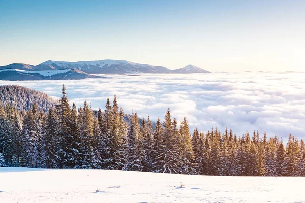 太陽の光で輝く雄大な白いスプルース 絵のように豪華な冬のシーン 場所カルパティア国立公園 ウクライナ ヨーロッパ アルプススキー場 美の世界 ブルー トニング 明けましておめでとうございます — ストック写真