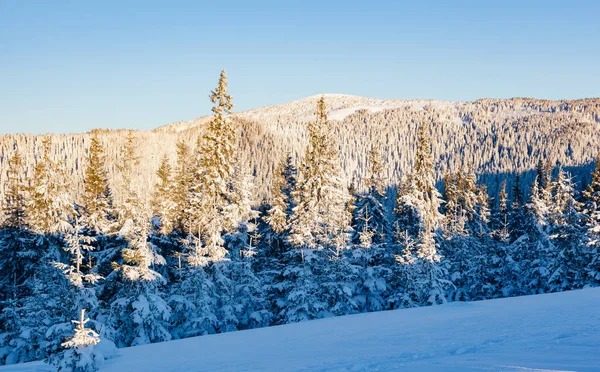 Majestueuze Witte Sparren Gloeiend Door Zonlicht Schilderachtige Prachtige Winterse Scène — Stockfoto