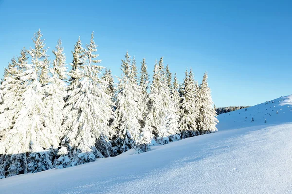 Majestueuze Witte Sparren Gloeiend Door Zonlicht Schilderachtige Prachtige Winterse Scène — Stockfoto