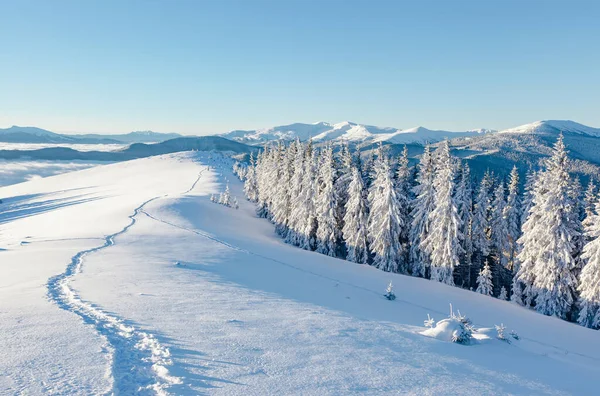 Majestätische Weiße Fichten Die Sonnenlicht Leuchten Malerische Und Wunderschöne Winterliche — Stockfoto