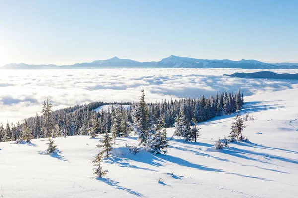 Majestosos Abetos Brancos Que Brilham Luz Sol Cena Wintry Pitoresca — Fotografia de Stock