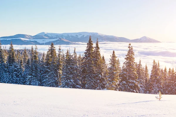 Majestätiska Vita Granar Som Glöder Solljus Pittoresk Och Vacker Vintrig — Stockfoto