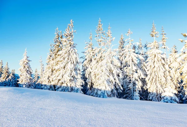 Majestosos Abetos Brancos Que Brilham Luz Sol Cena Wintry Pitoresca — Fotografia de Stock