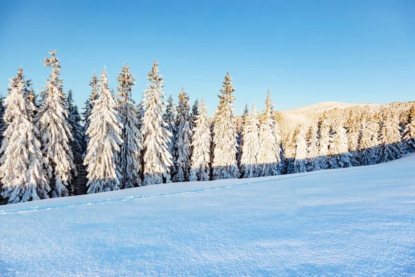 Majestosos Abetos Brancos Que Brilham Luz Sol Cena Wintry Pitoresca — Fotografia de Stock