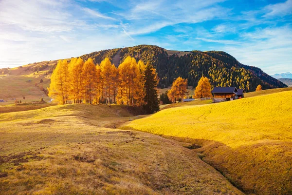 Krásné Žluté Larvy Slunci Neobvyklá Nádherná Scéna Místo Určení Dolomiti — Stock fotografie