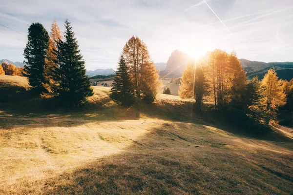 太陽の下で美しい黄色のカラマツ 魔法のような豪華なシーン 場所ドロミティ Compaccio Village Seiser Alm Alpe Siusi 南チロル — ストック写真