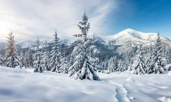 灿烂的白色云杉在阳光下闪闪发光 风景如画 华丽的冬季景色 欧洲乌克兰喀尔巴阡山国家公园 阿尔卑斯山滑雪胜地 蓝色调 新年快乐 美丽的世界 — 图库照片