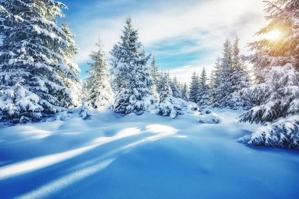 Majestosos Abetos Brancos Que Brilham Luz Sol Cena Invernal Mágica — Fotografia de Stock