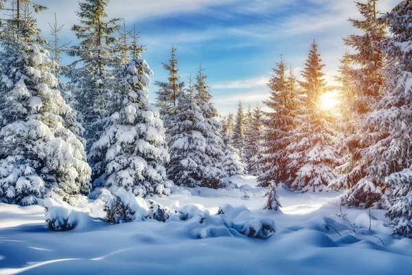 Majestosos Abetos Brancos Que Brilham Luz Sol Cena Invernal Mágica — Fotografia de Stock