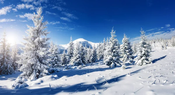 太陽の光で輝く雄大な白いスプルース 絵のように豪華な冬のシーン 場所カルパティア国立公園 ウクライナ ヨーロッパ アルプススキー場 美の世界 ブルー トニング 明けましておめでとうございます — ストック写真