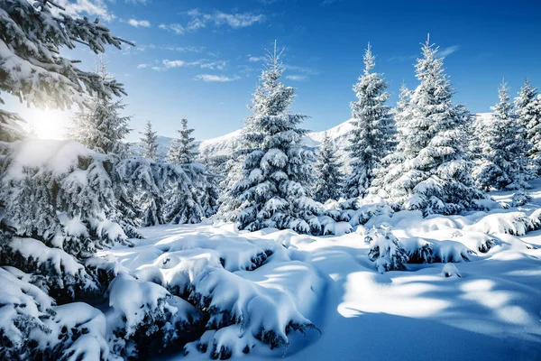 灿烂的白色云杉在阳光下闪闪发光 风景如画 华丽的冬季景色 欧洲乌克兰喀尔巴阡山国家公园 阿尔卑斯山滑雪胜地 蓝色调 新年快乐 美丽的世界 — 图库照片