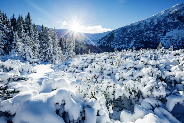 Great White Spruces Glowing Sunlight Magnificent Gorgeous Wintry Scene Location — Stock Photo, Image