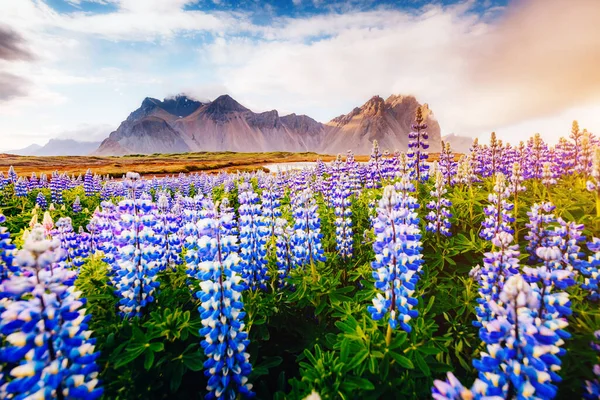 Magische Lupinenblüten Die Sonnenlicht Leuchten Ungewöhnliche Und Wunderschöne Szene Beliebte — Stockfoto