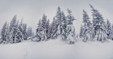 Sisli havada görkemli kış manzarası. Dramatik kış sahnesi. Carpathian Ulusal Parkı, Ukrayna, Avrupa. Kayak merkezi. Güzellik dünyası. Instagram tonlama etkisi. Mutlu yıllar.!