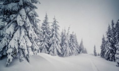 Sisli havada görkemli kış manzarası. Dramatik kış sahnesi. Carpathian Ulusal Parkı, Ukrayna, Avrupa. Kayak merkezi. Güzellik dünyası. Instagram tonlama etkisi. Mutlu yıllar.!