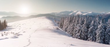 Güneş ışığıyla parlayan görkemli kış ağaçları. Dramatik kış sahnesi. Carpathian Ulusal Parkı, Ukrayna, Avrupa. Alpler kayak merkezi. Güzellik dünyası. Instagram tonlama etkisi. Mutlu yıllar.!