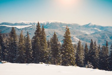 Güneş ışığıyla parlayan görkemli kış ağaçları. Dramatik kış sahnesi. Carpathian Ulusal Parkı, Ukrayna, Avrupa. Alpler kayak merkezi. Güzellik dünyası. Instagram tonlama etkisi. Mutlu yıllar.!