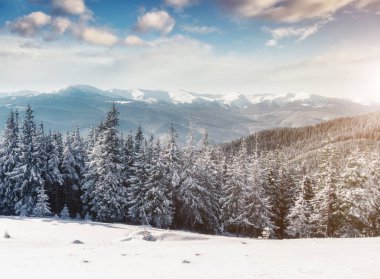 Güneş ışığıyla parlayan görkemli kış ağaçları. Dramatik kış sahnesi. Carpathian Ulusal Parkı, Ukrayna, Avrupa. Alpler kayak merkezi. Güzellik dünyası. Instagram tonlama etkisi. Mutlu yıllar.!