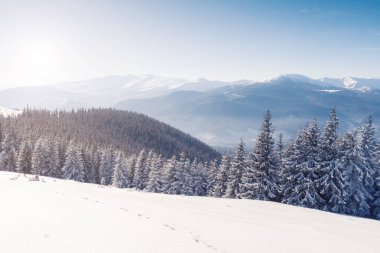 Güneş ışığıyla parlayan görkemli kış ağaçları. Dramatik kış sahnesi. Carpathian Ulusal Parkı, Ukrayna, Avrupa. Alpler kayak merkezi. Güzellik dünyası. Instagram tonlama etkisi. Mutlu yıllar.!