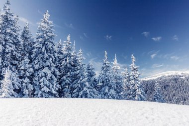 Güneş ışığıyla parlayan görkemli kış ağaçları. Dramatik kış sahnesi. Carpathian Ulusal Parkı, Ukrayna, Avrupa. Alpler kayak merkezi. Güzellik dünyası. Instagram tonlama etkisi. Mutlu yıllar.!