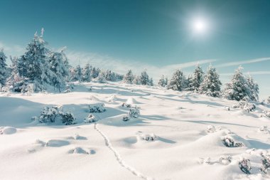 Güneş ışığıyla parlayan görkemli kış ağaçları. Dramatik kış sahnesi. Carpathian Ulusal Parkı, Ukrayna, Avrupa. Alpler kayak merkezi. Güzellik dünyası. Instagram tonlama etkisi. Mutlu yıllar.!
