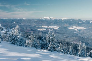 Güneş ışığıyla parlayan görkemli kış ağaçları. Dramatik kış sahnesi. Carpathian Ulusal Parkı, Ukrayna, Avrupa. Alpler kayak merkezi. Güzellik dünyası. Instagram tonlama etkisi. Mutlu yıllar.!