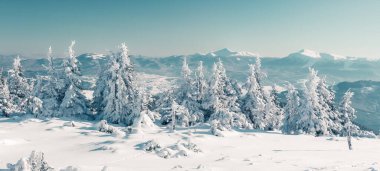 Güneş ışığıyla parlayan görkemli kış ağaçları. Dramatik kış sahnesi. Carpathian Ulusal Parkı, Ukrayna, Avrupa. Alpler kayak merkezi. Güzellik dünyası. Instagram tonlama etkisi. Mutlu yıllar.!