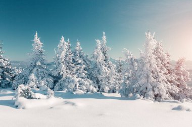 Güneş ışığıyla parlayan görkemli kış ağaçları. Dramatik kış sahnesi. Carpathian Ulusal Parkı, Ukrayna, Avrupa. Alpler kayak merkezi. Güzellik dünyası. Instagram tonlama etkisi. Mutlu yıllar.!