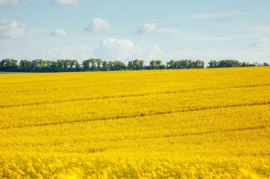 Güneşli bir günde sonsuz kanola tarlasının muhteşem manzarası. Resimli ve muhteşem bir sahne. Yeri Ukrayna, Avrupa. Sanatsal resim. Güzellik dünyası.