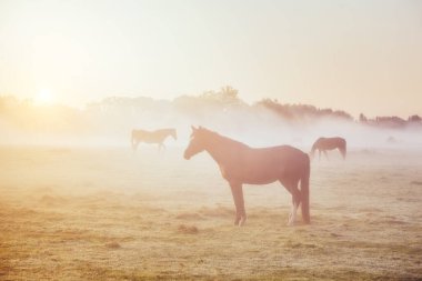 Arap atlarının gün ışığında otladığı otlak manzarası. Dramatik sahne ve resimli resim. Mekan Karpatlar, Ukrayna, Avrupa. Güzellik dünyası. Yumuşak filtre. Instagram tonlama efekti.