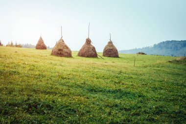Güneş ışığıyla parlayan yeşil tepelerin manzarası. Dramatik sahne ve resimli resim. Mekan Karpatlar, Ukrayna, Avrupa. Güzellik dünyası. Retro ve klasik tarzda. Instagram tonlama efekti.