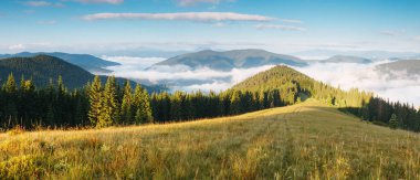 Güneş ışığıyla parlayan muhteşem yeşil tepeler. Dramatik sabah sahnesi. Resimli bir fotoğraf. Mekan Karpatlar, Ukrayna, Avrupa. Sanatsal resim. Güzellik dünyası. 