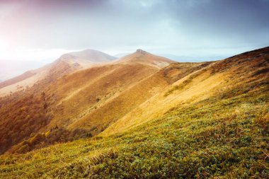 Güneş ışığıyla parlayan görkemli sarı tepeler. Dramatik sahne ve resimli resim. Mekan Karpatlar, Ukrayna, Avrupa. Güzellik dünyası. Yumuşak filtre, klasik tarz. Instagram tonlama efekti.