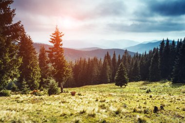 Güneş ışığıyla parlayan vadinin harika manzarası. Dramatik sahne ve resimli resim. Mekan Karpatlar, Ukrayna, Avrupa. Güzellik dünyası. Retro ve klasik tarzda. Instagram tonlama efekti