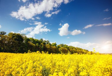 Güneşli bir günde sonsuz kanola tarlasının muhteşem manzarası. Beyaz kabarık bulutlar. Resimli ve muhteşem bir sahne. Yeri Ukrayna, Avrupa. Sanatsal resim. Güzellik dünyası.