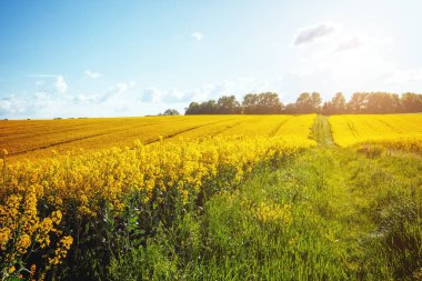 Güneşli bir günde sonsuz kanola tarlasının muhteşem manzarası. Resimli ve muhteşem bir sahne. Yeri Ukrayna, Avrupa. Sanatsal resim. Güzellik dünyası.