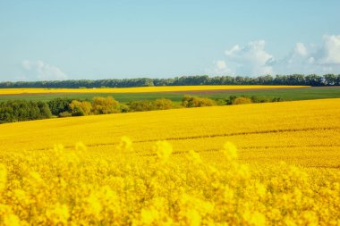 Güneşli bir günde sonsuz kanola tarlasının muhteşem manzarası. Resimli ve muhteşem bir sahne. Yeri Ukrayna, Avrupa. Sanatsal resim. Güzellik dünyası.