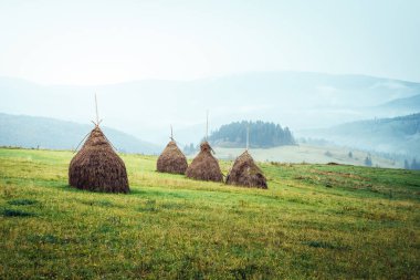 Güneş ışığıyla parlayan yeşil tepelerin manzarası. Dramatik sahne ve resimli resim. Mekan Karpatlar, Ukrayna, Avrupa. Güzellik dünyası. Retro ve klasik tarzda. Instagram tonlama efekti.