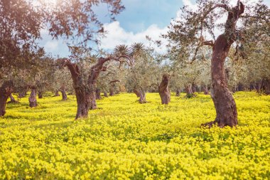 Zeytin bahçesinin etkileyici manzarası. Resimli bir gün ve muhteşem bir sahne. İlkbaharda peri ormanı. Mekan Sicilya Adası, İtalya, Avrupa. Akdeniz iklimi. Dünyanın güzelliğini keşfedin.