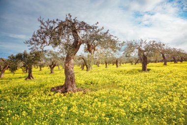 Zeytin bahçesinin etkileyici manzarası. Resimli bir gün ve muhteşem bir sahne. İlkbaharda peri ormanı. Mekan Sicilya Adası, İtalya, Avrupa. Akdeniz iklimi. Dünyanın güzelliğini keşfedin.